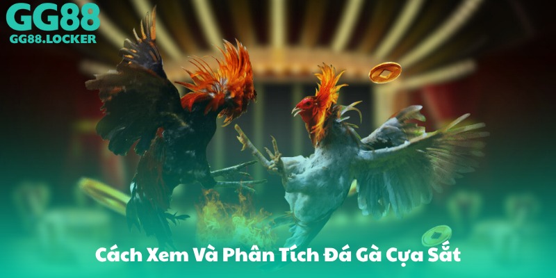 Cách Xem Và Phân Tích Đá Gà Cựa Sắt